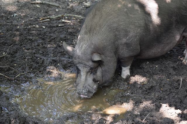 容成为豪华 容成为豪华