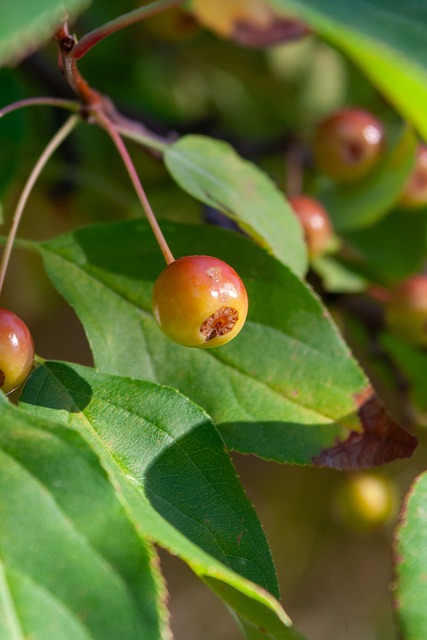 马龙的故事 马龙的故事