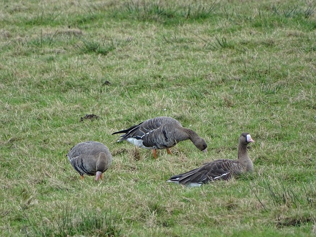 美国军衔调 美国军衔调